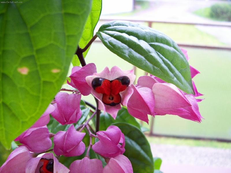 Foto: Blahokeř ,klerodendrum-Kytička pro poteseni oka